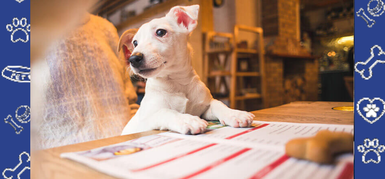ESA Letters vs. Therapy Pet Certificates (2025 Guide)