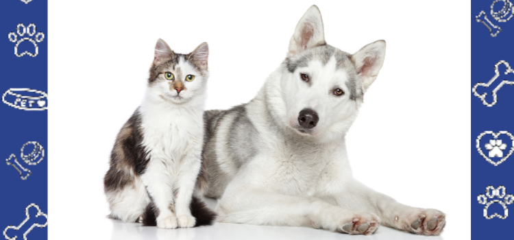 Top 7 Dog Breeds Perfect for Emotional Support