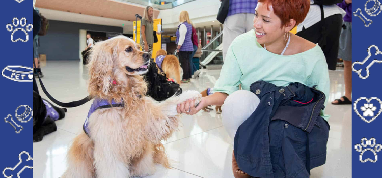 Can Airlines Still Recognize Emotional Support Animals in 2025? What Travelers Need to Know