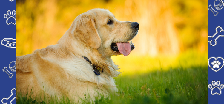 How a PSD Letter Can Help You Secure Pet-Friendly Housing in Rhode Island