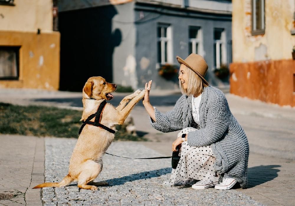 Person happily petting a dog on a couch, illustrating the comfort an emotional support animal brings, with a laptop nearby for online ESA letter research