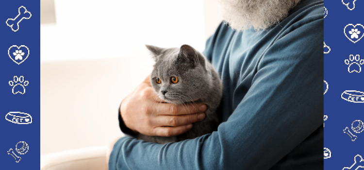 Purr-fect Companions: How Cats Can Make Exceptional Emotional Support Animals