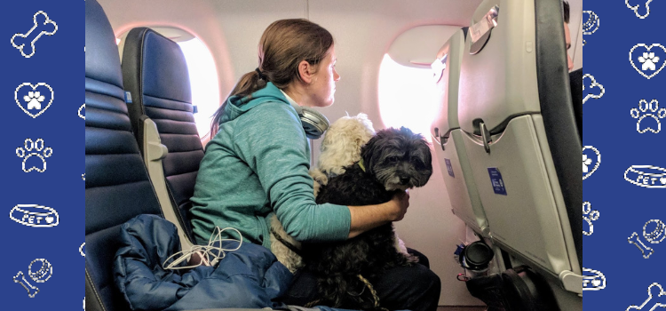 United Airlines Guidelines for Traveling with Your Pet: How to Take Your Pet on a Flight