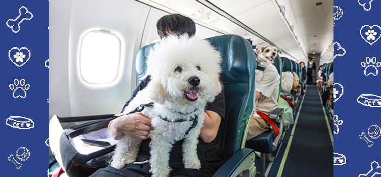 Delta Airlines guidelines for traveling with your Emotional Support Animal or Psychiatric Service Dog.