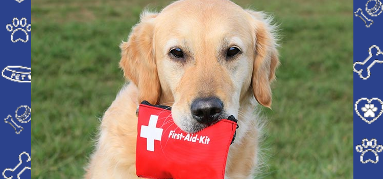🐾 Everything You Should Know About ESA First Aid: Keeping Your Emotional Support Animal Safe