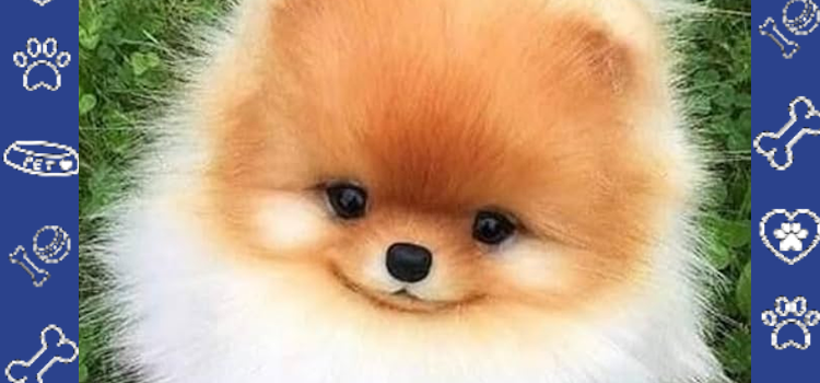 Emotional Support Animal Etiquette Guide (2026) | ESA Letter for Housing Fast Approval