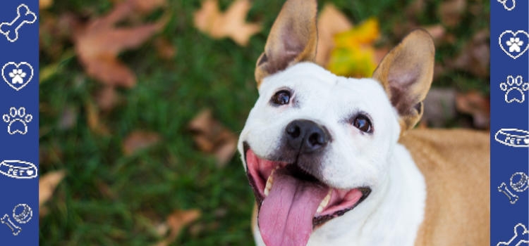 The Art of Talking to Your Pet: Does It Actually Help Your Mental Health?