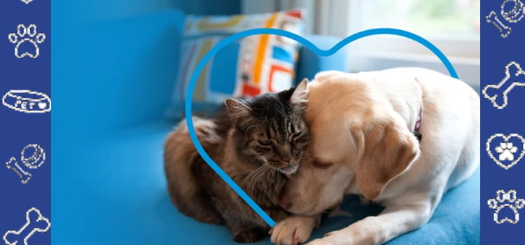 ESA Letters for Remote Workers: How Emotional Support Animals Improve Productivity