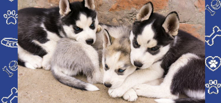Pet-Friendly Apartment Living in Seattle: Tips and Tricks