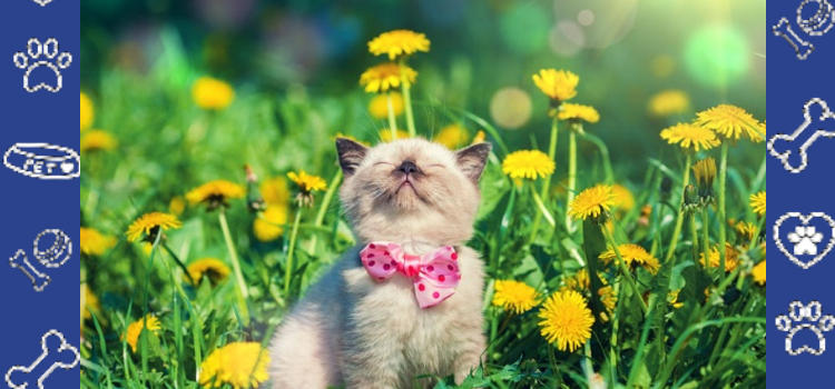 Cheap ESA Letter Online: Mental Health Awareness Year-Round & How Emotional Support Animals Help Beyond Awareness Months