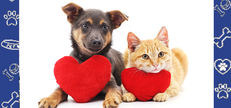 A Student’s Guide to Emotional Support Animals at the University of Colorado Boulder (CU Boulder)
