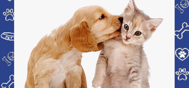A Student’s Guide to Emotional Support Animals at Cal Poly Humboldt