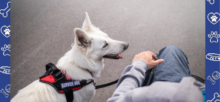 How to Care for Your Psychiatric Service Dog During the Fall Season by PetCerts.com