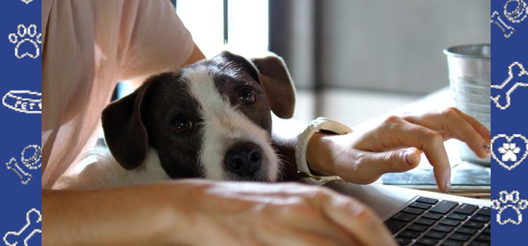 Emotional Support Animals & College Housing in Minnesota: What Students Need to Know (Documents, Steps & Sample Checklist)