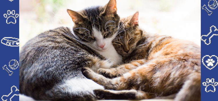 ESA Housing Rights 2025 Edition: New November Guidance on Fees, Deposits & Breed Restrictions