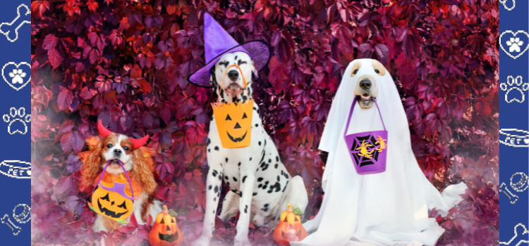 Halloween’s almost Over, But the Perks Keep Coming! Get an Affordable ESA Housing Letter from PetCerts.com