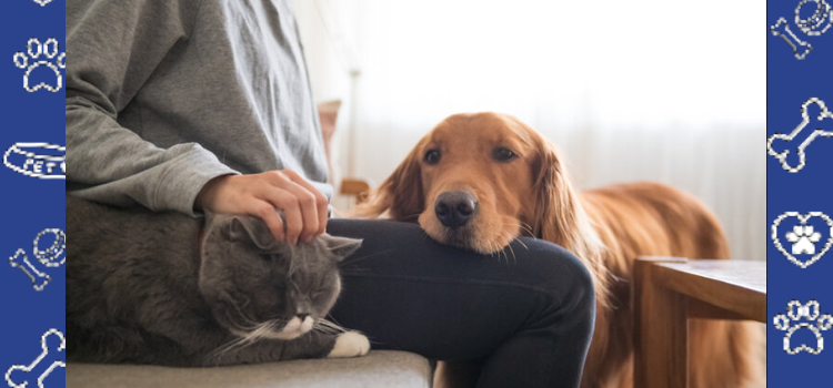 The Psychology Behind Why ESAs Reduce Anxiety | PetCerts