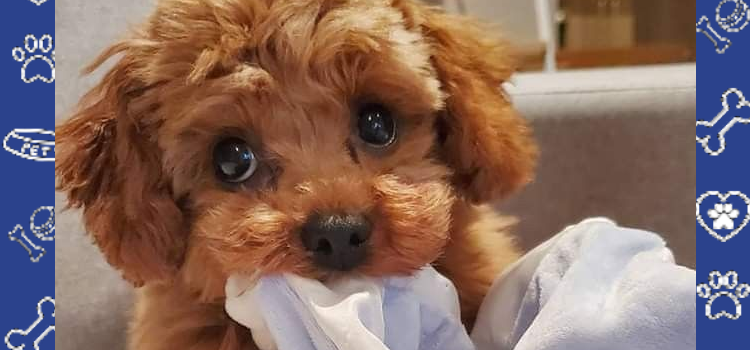 Your ESA Isn’t ‘Just a Pet’ | 2026 Cheap ESA Letter Guide