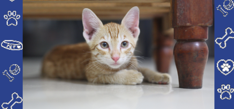 Fast, Affordable, Legit: How to Get Your Emotional Support Animal Letter Today