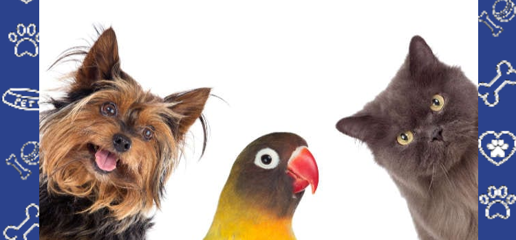 How Emotional Support Animals Can Save Us From the Darkness | ESA Letters for Housing