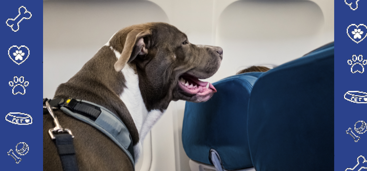 Preparing for Takeoff: Tips for Flying with a Psychiatric Service Dog in Florida from PetCerts.com