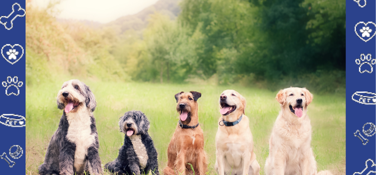 What Dog Breed Fits Your Personality as a Psychiatric Service Dog?