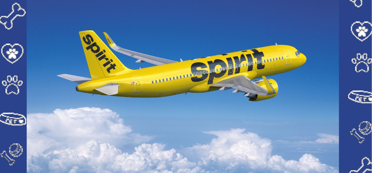 Flying with Your PSD on Spirit Airlines: PSD Guidelines and How PetCerts Simplifies the Process