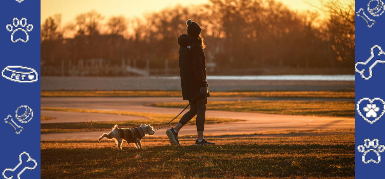 How Long Does It Take to Get a PSD Housing Letter in 2026? | PetCerts