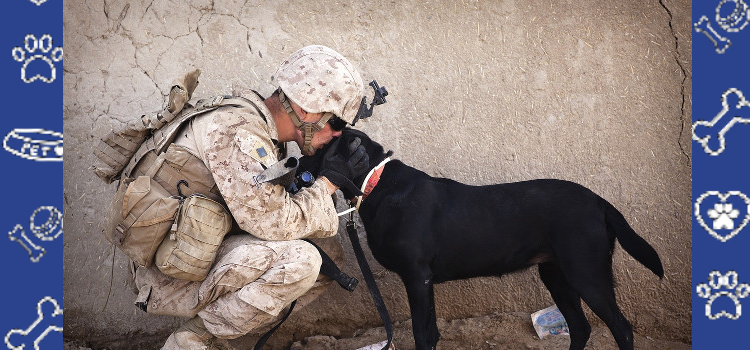 How Emotional Support Animals Help Veterans Heal from PTSD