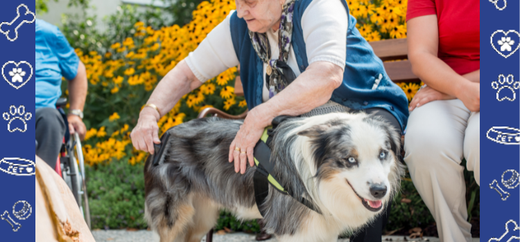 Why Mental Health Awareness Includes Support Animals