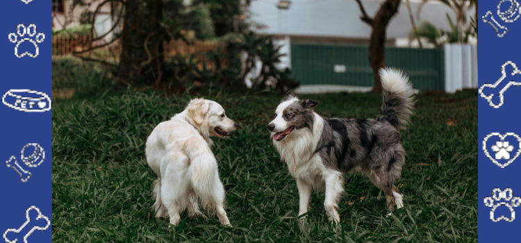 PetCerts.com ESA Letters When Moving to Another State (Relocation Guide) - Get Your Legal ESA Letter Quick