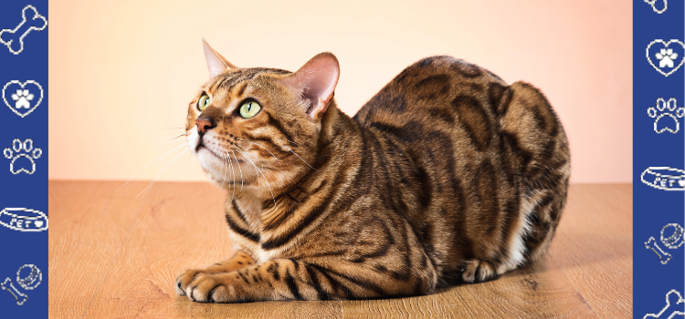 The Untold Benefits of Having a Bengal Cat as an Emotional Support Animal