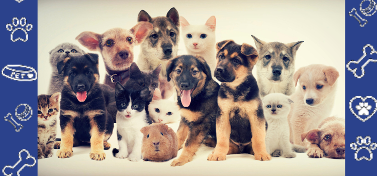 Emotional Support Animal vs. Service Animal: What’s the Difference in CNMI Housing Law?