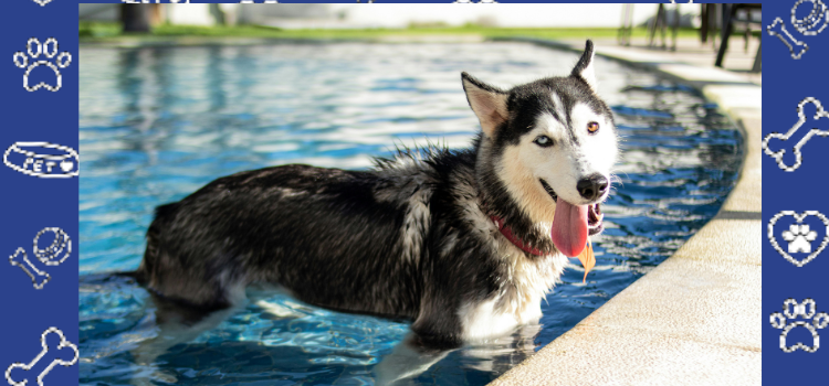 Why Adopt? The Life-Changing Benefits of Rescuing a Dog - Cheap ESA Letter 2026