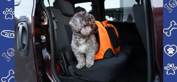 ESA vs. Service Animal: Airline Policies Explained