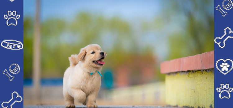 PetCerts.com ESA Letters for Condo & HOA Housing (HOA Rules) - Guaranteed and Fast!