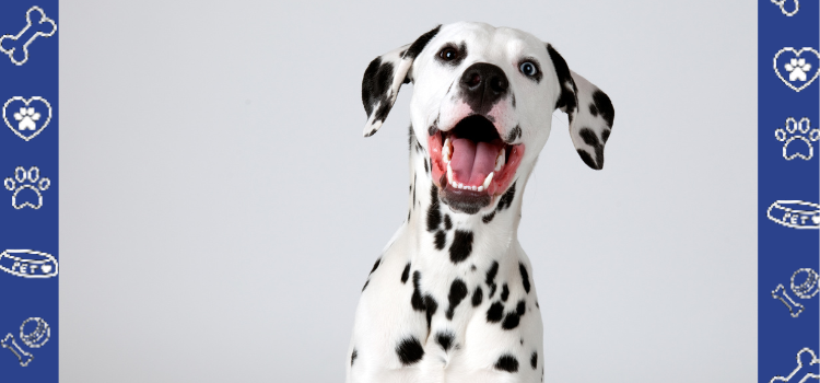 How Dalmatians Stand Out as Emotional Support Animals