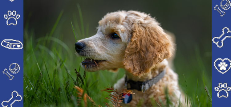 Cheap ESA Letters: Can They Help With Pet Deposits? (Get Yours Today & Save!)