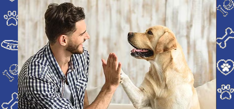 University of Maine & the UMS: How They Support Emotional Support Animals (ESAs) in Campus Housing 🐾