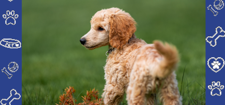 ESA Letter Science: Why Animals Improve Mental Health | PetCerts 2026