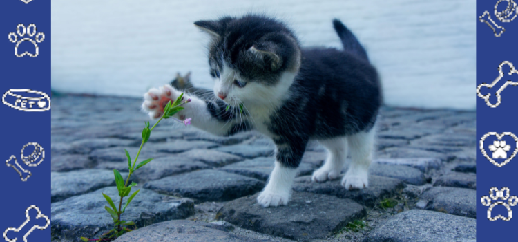 Are PetCerts.com PSD Letters Valid Nationwide?