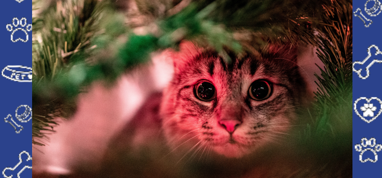 Why Certifying Your Emotional Support Animal Matters Before the Holidays