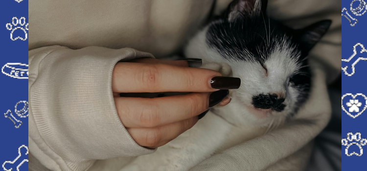 Emotional Support Animals on Campus in 2026: Updated College Housing Policies