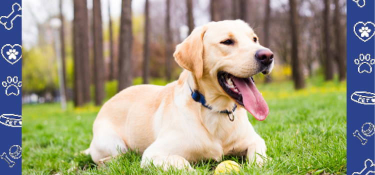 Labrador Retrievers as Service Animals: The Perfect Companions for Assistance