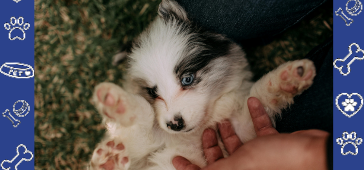 The Transformative Power of Emotional Support Animals: Unveiling Their Healing Magic Cheap ESA Letter 2026