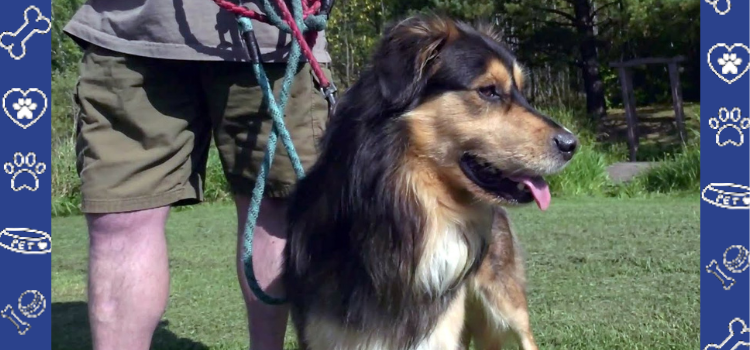 Heroic Husky-Golden Retriever Mix Inducted Into ‘Dog Hall of Fame’ for Saving Parent’s Life