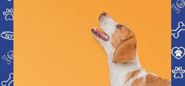 Vets, Treats & Trails: A Pet Parent’s Guide to ND
