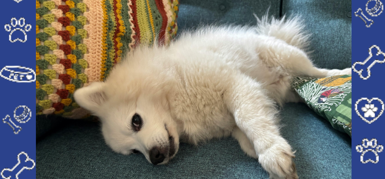How to Handle a Dog Bite | Get a Cheap ESA Letter Online (2026)