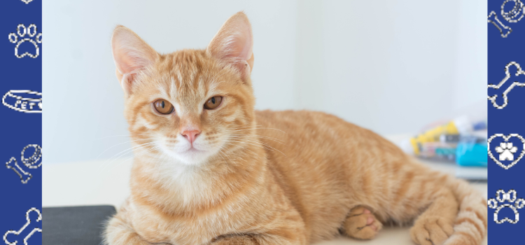 Can My Cat Qualify as an ESA in Wisconsin? Here's How