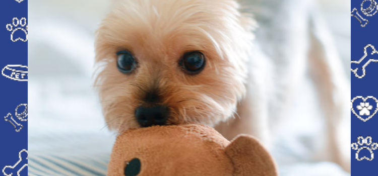 How Many Emotional Support Animals Can I Have? (2026 Guide)